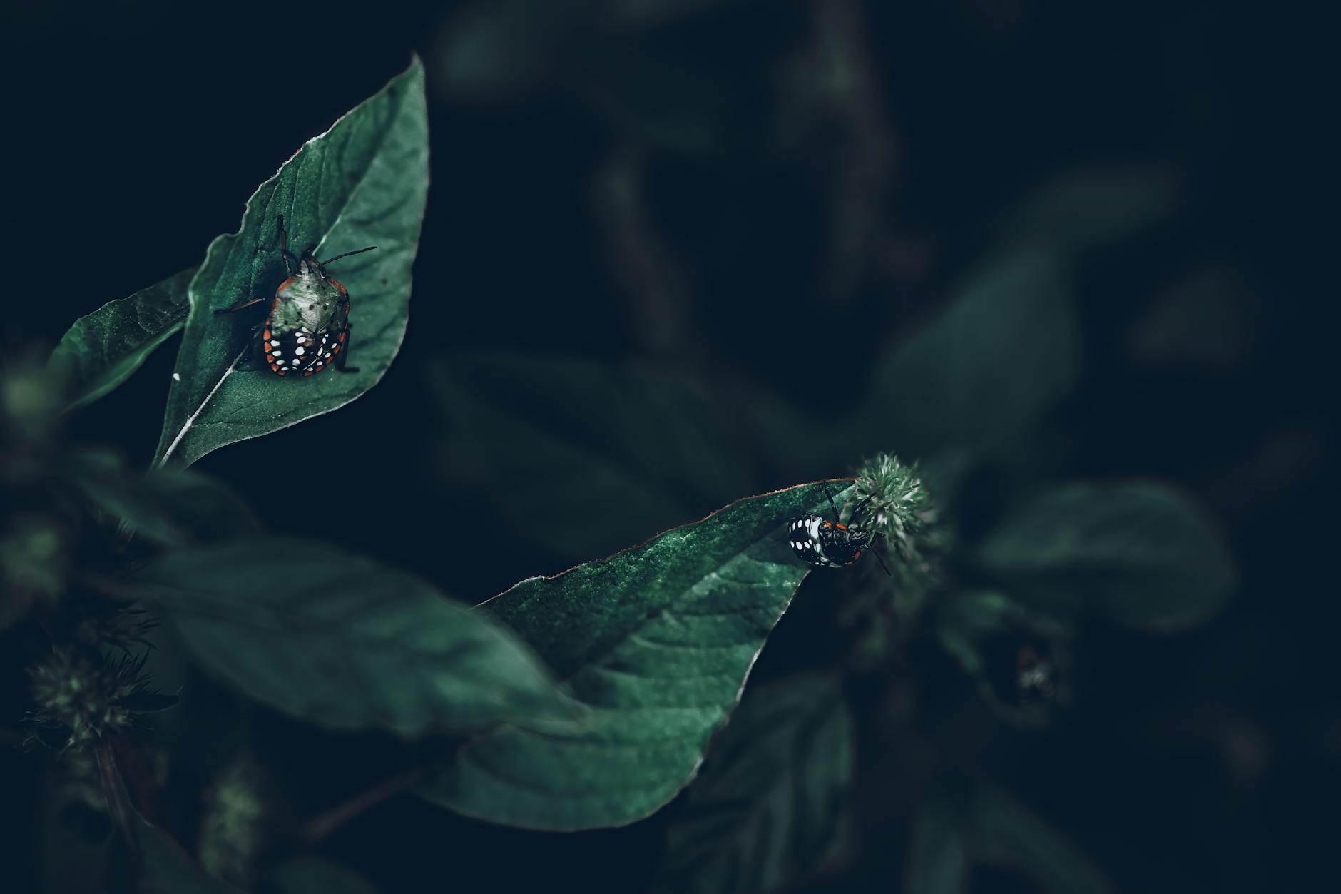 Imagem de capa — Bug Bounty: Como Programas de Recompensa Melhoram a Segurança