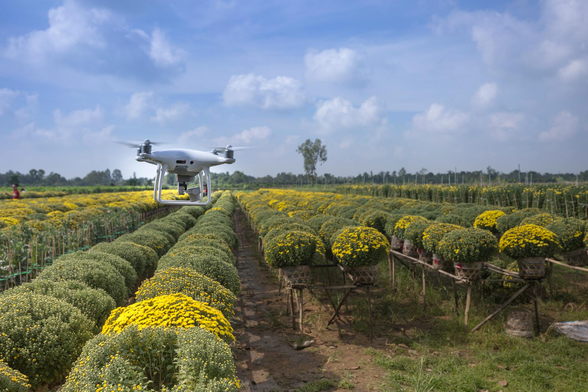 Imagem de capa — IA no Agronegócio Brasileiro: Tecnologia no Campo