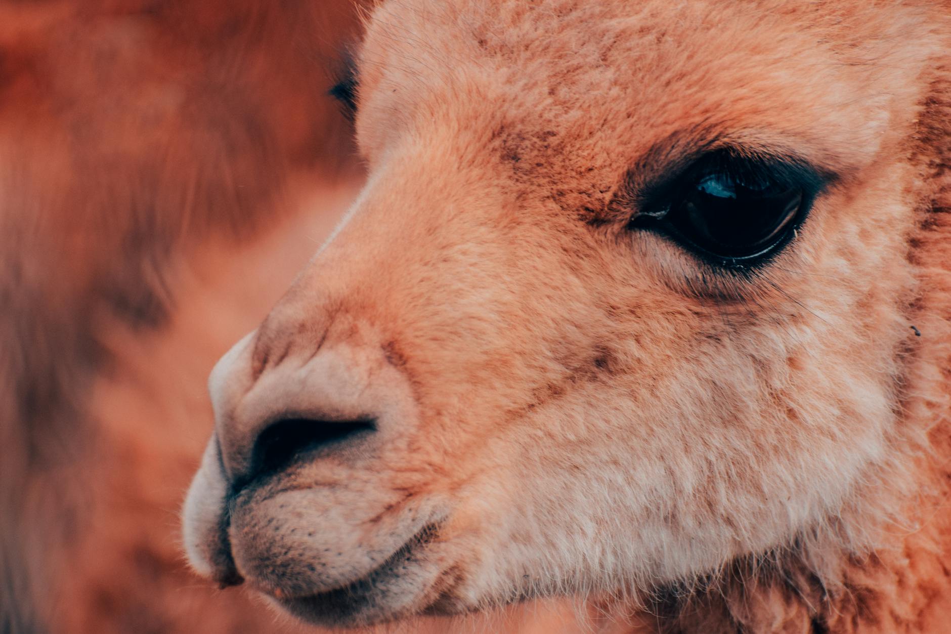 Imagem de encerramento — Llama 4 da Meta: O Modelo Open Source Que Mudou o Jogo